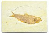 Detailed Fossil Fish (Knightia) - Wyoming #372351-1